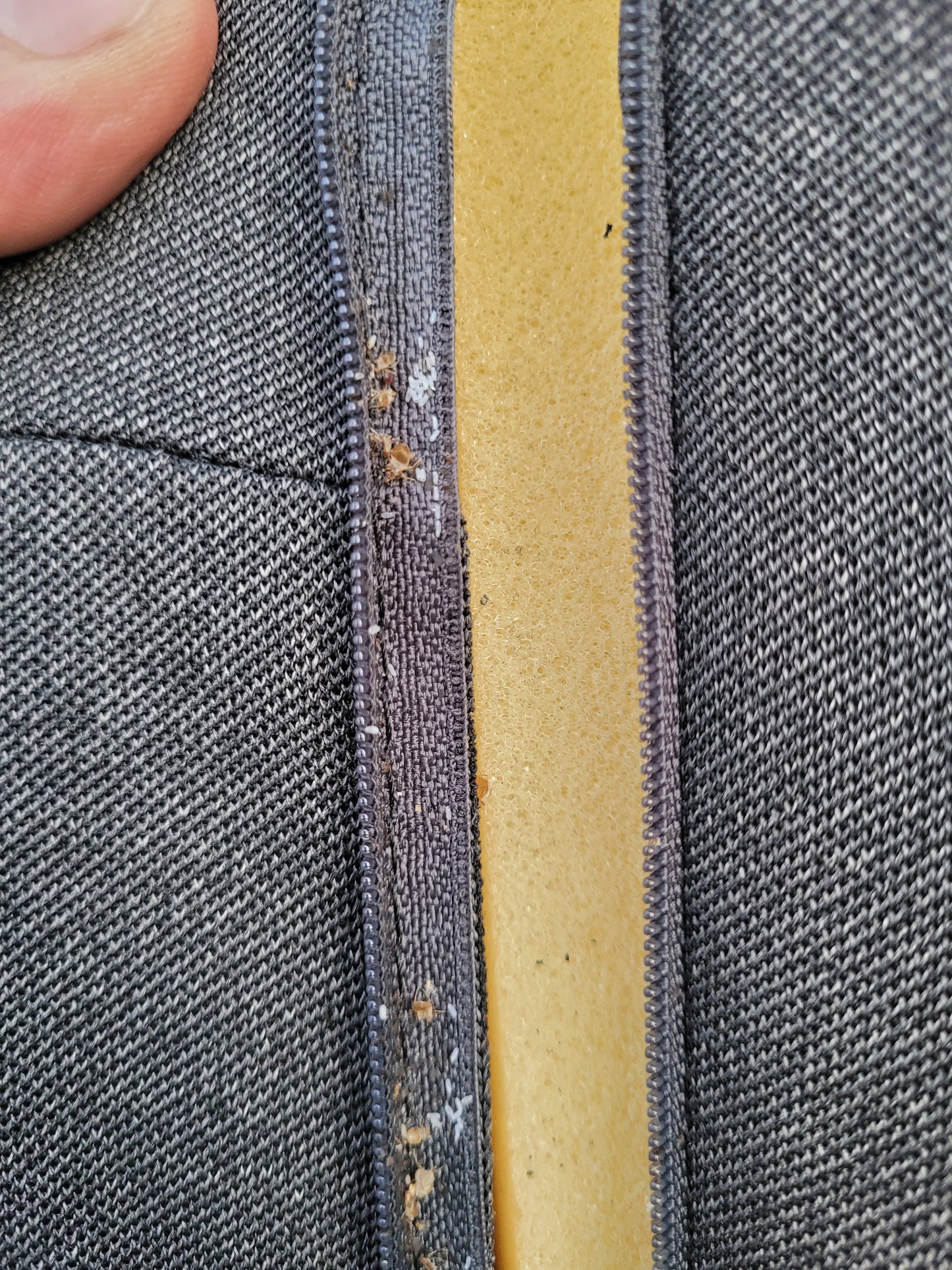 Bettwanzen Bekämpfung Innen 2 Behandlungen