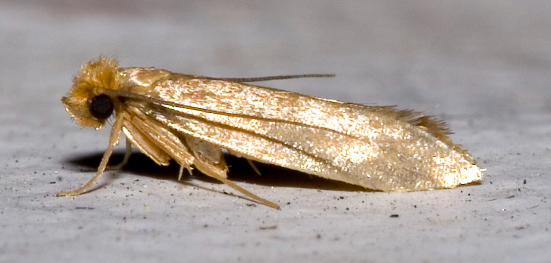 Textil Mottenbekämpfung 2 Behandlungen inkl. Vernebelung, Pheromone & ggf. Spritzbehandlung