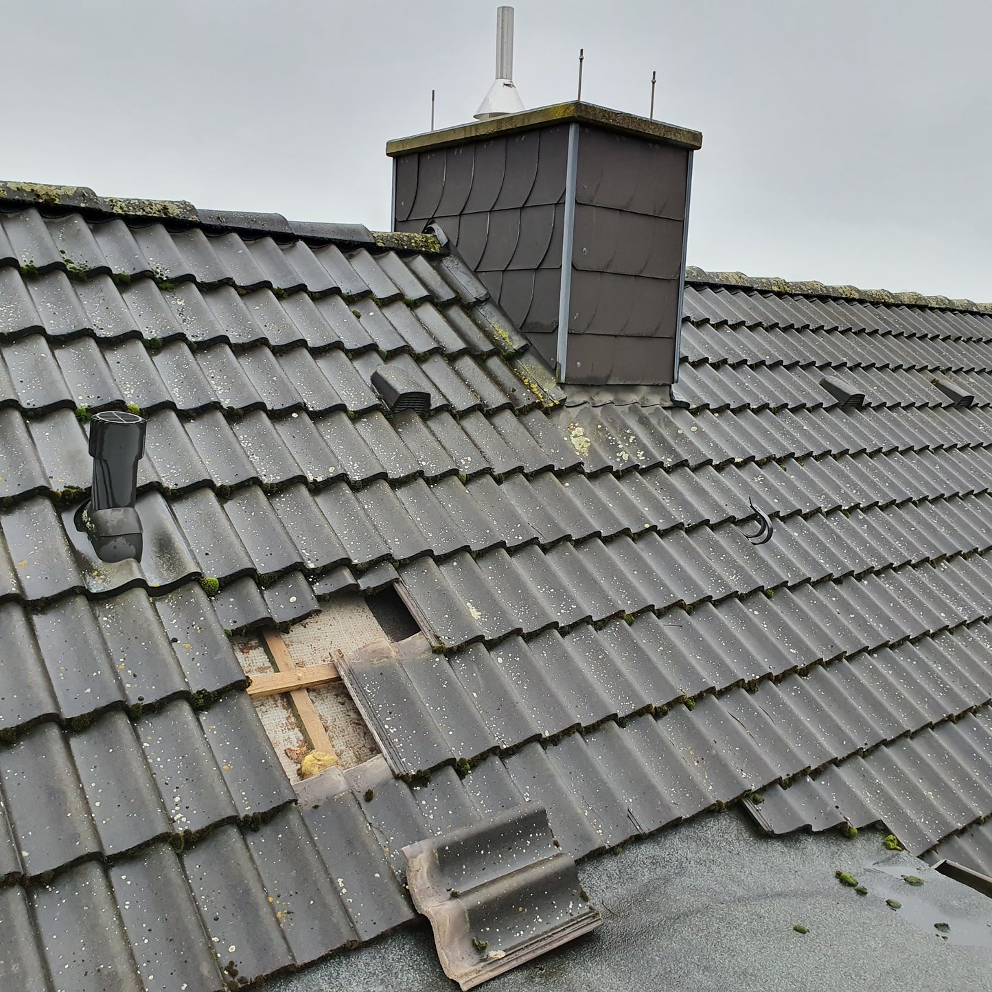 Rattenbekämpfung Dach  1-4 Behandlungen je Variante inkl. Material/ Präparate