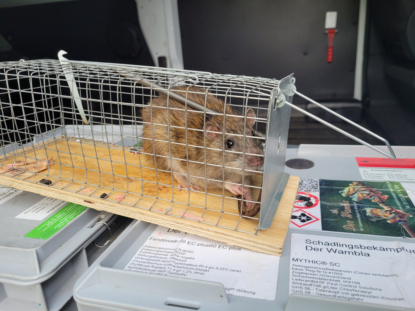Rattenbekämpfung Innen/ Außen  1-4 Behandlungen je Variante inkl. Material/ Präparate & Köderstationen
