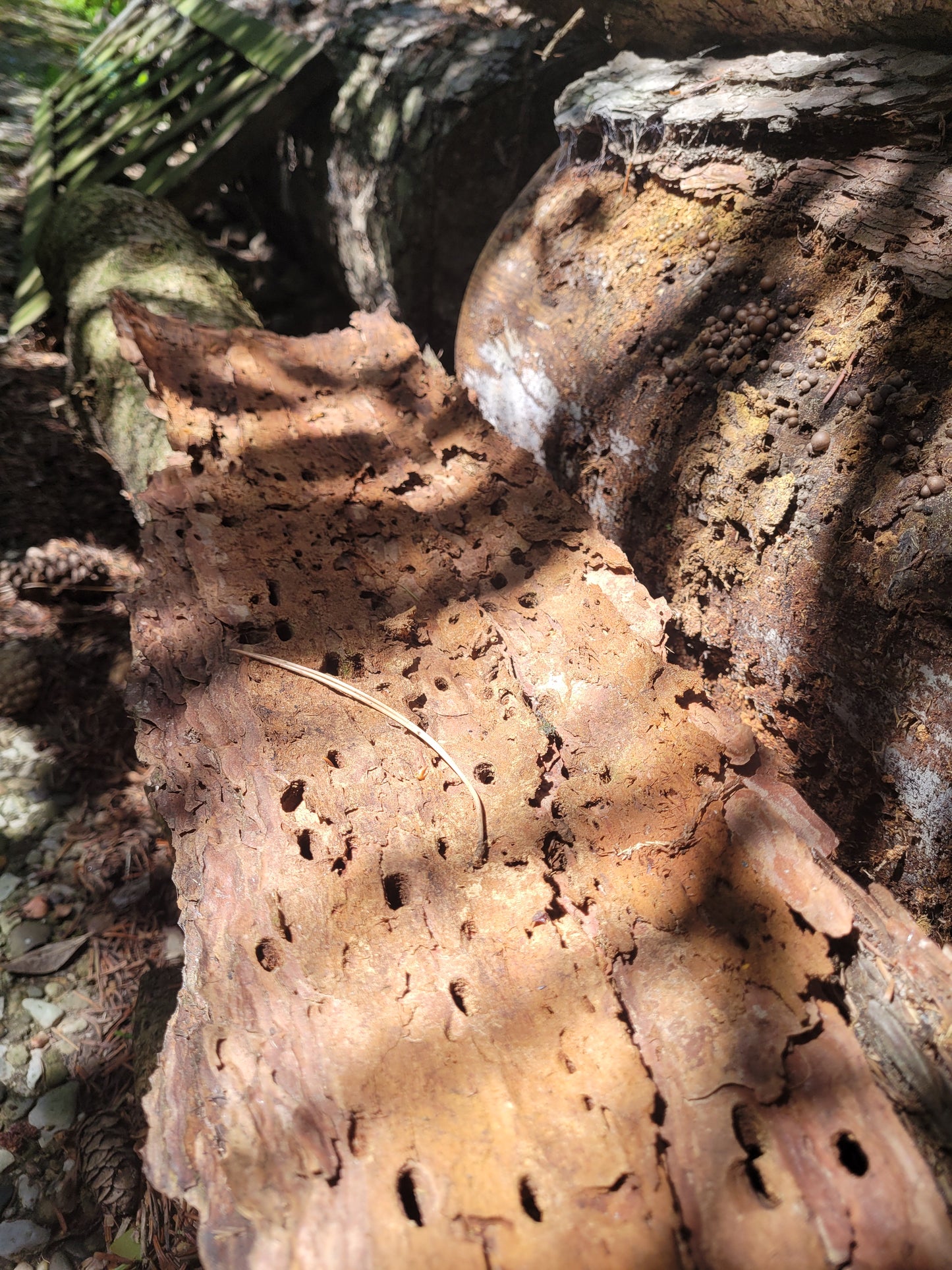 Holz & Bautenschutz Inspektion für Angebot