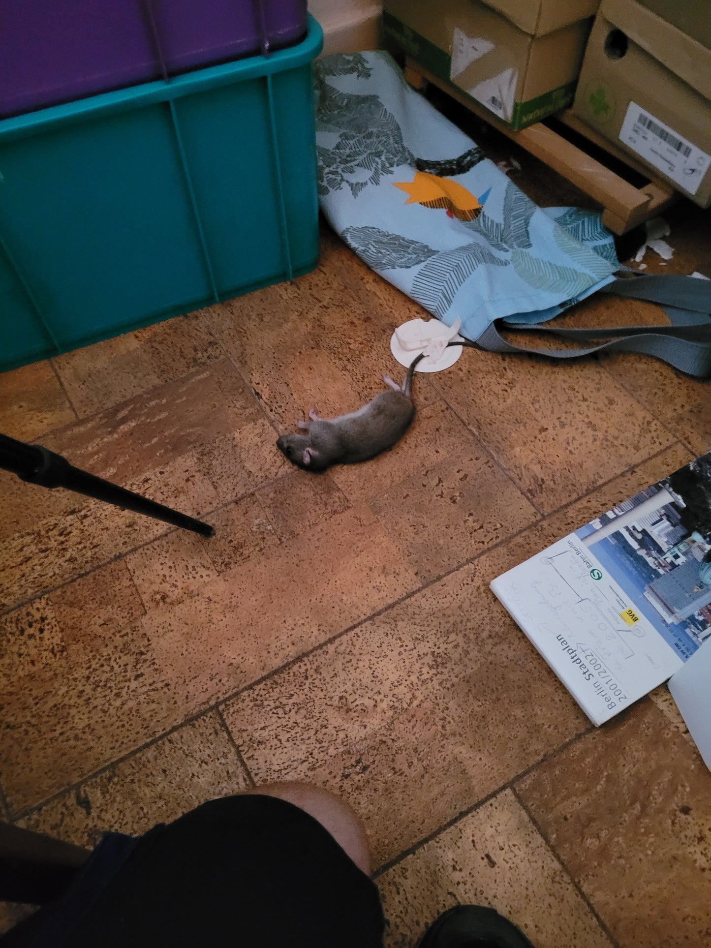 Rattenbekämpfung Dach  1-4 Behandlungen je Variante inkl. Material/ Präparate