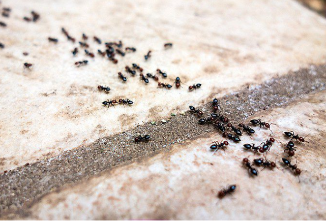 Monitoring Insekten & Schadnager für Innen und Außen