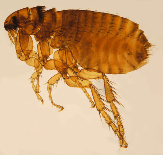 Flohbekämpfung Innen 2 Behandlungen