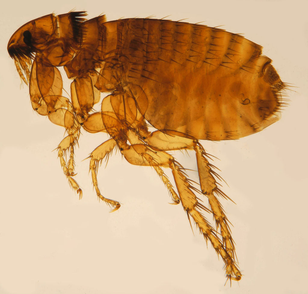Monitoring Insekten & Schadnager für Innen und Außen
