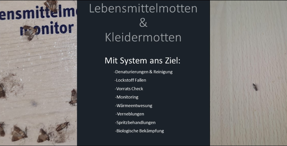 Lebensmittel Mottenbekämpfung 2 Behandlungen inkl. Vernebelung, Pheromon & ggf. Spritzbehandlung