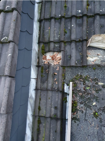 Rattenbekämpfung Dach  1-4 Behandlungen je Variante inkl. Material/ Präparate