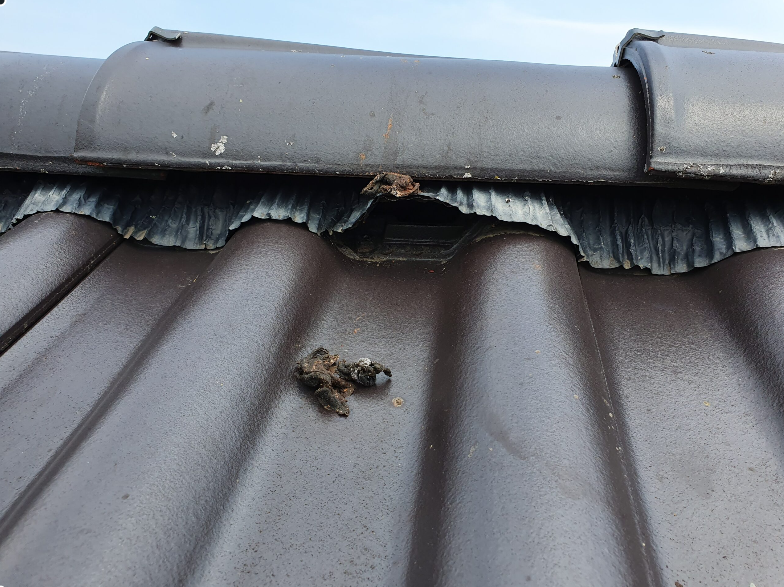 Marder Vergrämung Bitterstoff Behandlung ges. Dachbereich