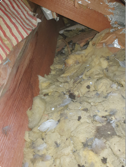 Marder Vergrämung Bitterstoff Behandlung ges. Dachbereich