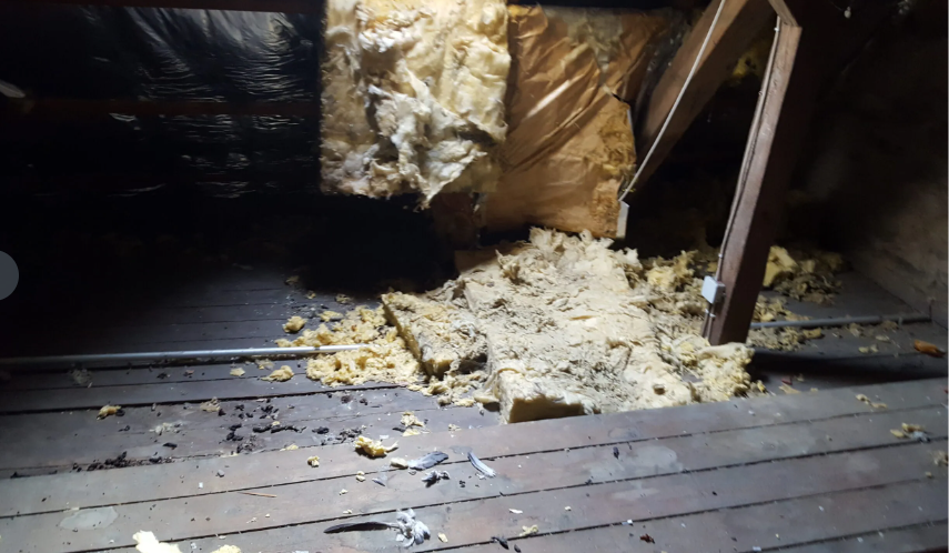 Marder Vergrämung Bitterstoff Behandlung ges. Dachbereich