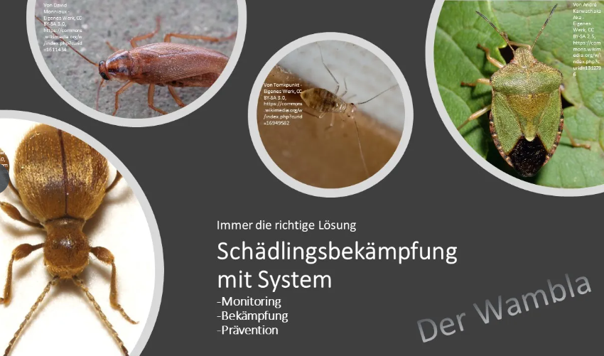 Inspektion/ Fachgsepäch zur Sichtung, Einschätzung und Vorgehens Planung / Angebotserstellung