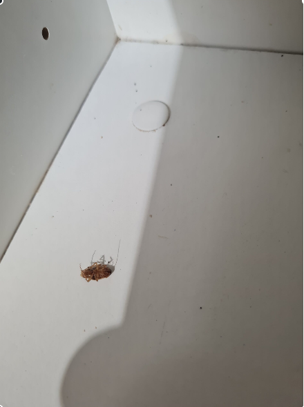 Monitoring Insekten & Schadnager für Innen und Außen