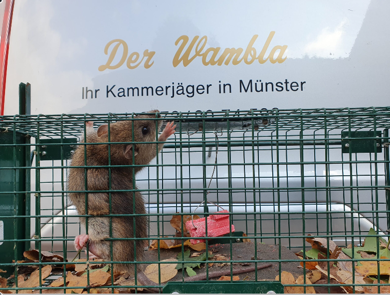 Rattenbekämpfung Dach  1-4 Behandlungen je Variante inkl. Material/ Präparate